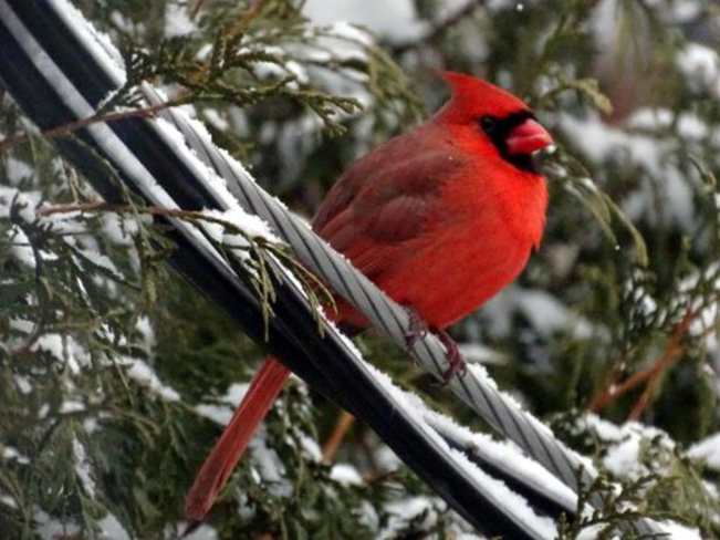 Cardinal rouge Laval, Québec | H7N 1S2