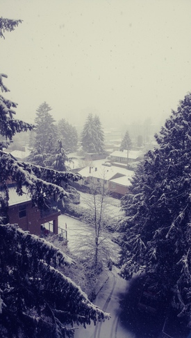 Snowy in Maple Ridge Maple Ridge, BC