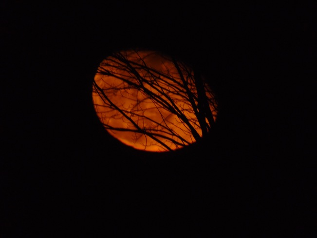 La lune Ã  travers les branches Hammond, Ontario