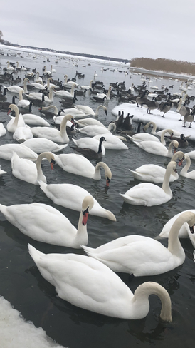 Snow Swans Quinte West, Ontario, CA