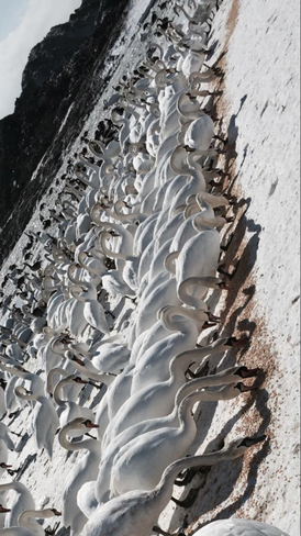 Feeding Starving Winter Swans Brighton, Ontario, CA