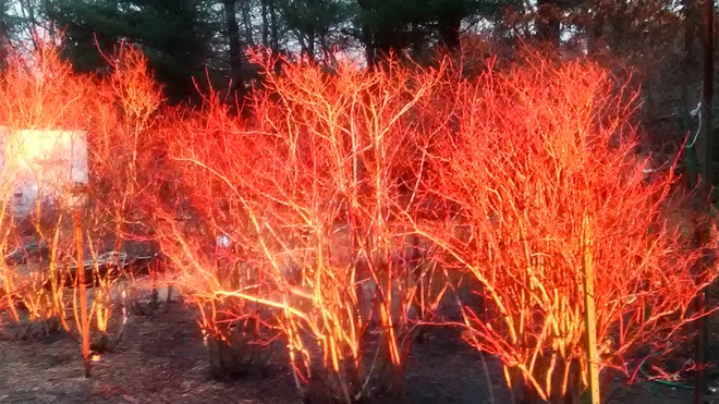 The Burning Bush! Goff Terrace, Centerville, MA 02632, USA