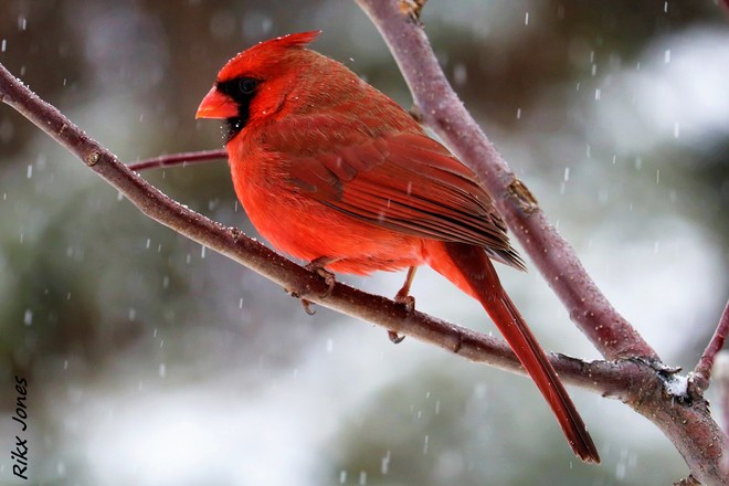 Cardinal rouge. Gatineau, QC