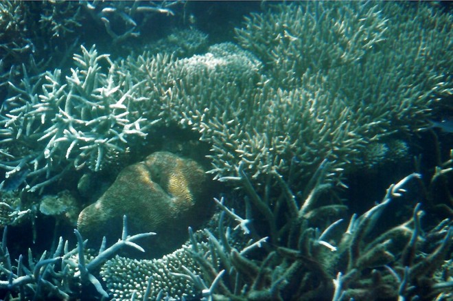 The Great Barrier Reef The Great Barrier Reef, Australia