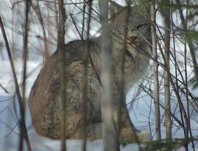 Lynx du Canada Lac-Édouard, QC