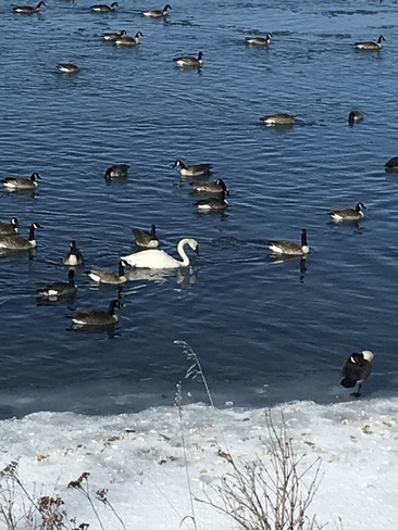 Swan Calgary