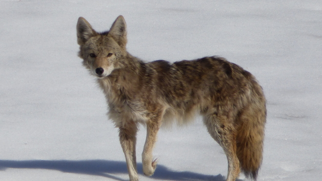 Young coyote Grand Forks, BC