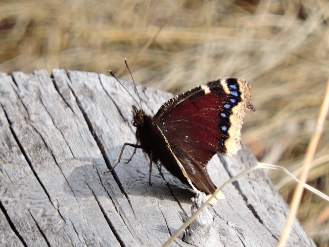 Ist Butterfly of the season! Canmore, AB