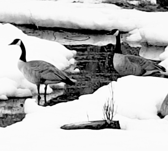Geese are back Red Deer, AB