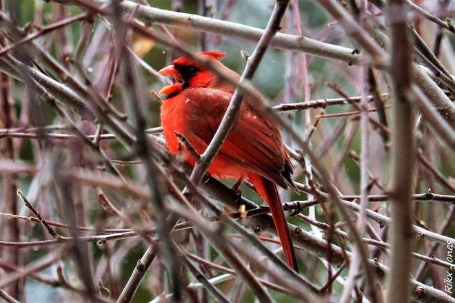 Cardinal rouge. Gatineau, QC