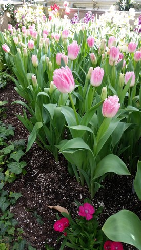 Centennial Park Conservatory - flowers 2 Etobicoke, Toronto, ON