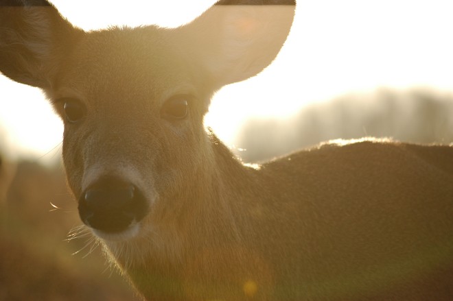 Deer Whitby, ON