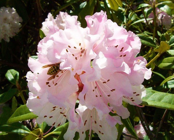 The Bumble Bees Just love the Rhodos Sooke, BC