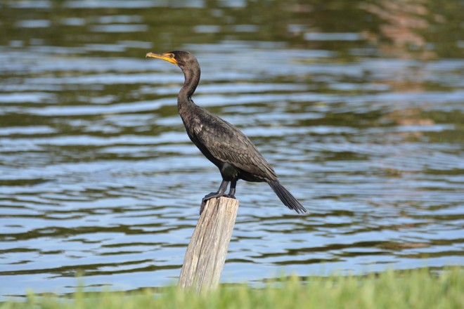 cormorant tampa bay, florida, usa Tampa Bay, Florida, USA