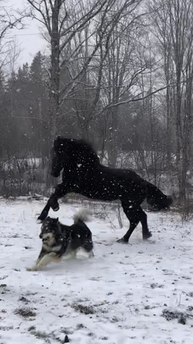 mya and shylo playin in the snow this morning Salt Springs, Nova Scotia, CA