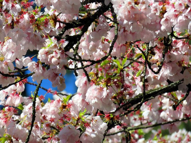 Cherry blossoms Burnaby, BC