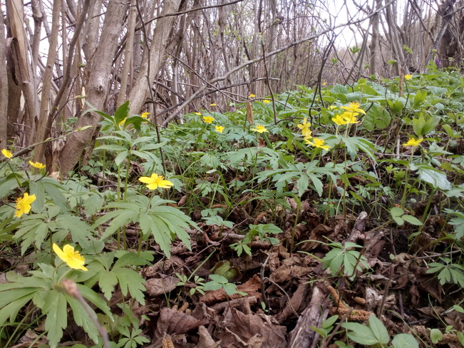 Spring Forest Flowers. Ternopil, Ternopil Oblast, Ukraine