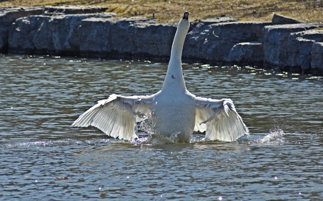 Water Fowl Kitchener, ON
