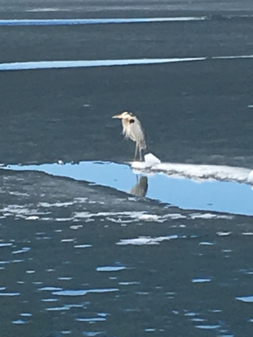 Great Blue Heron Barrie, Ontario, CA