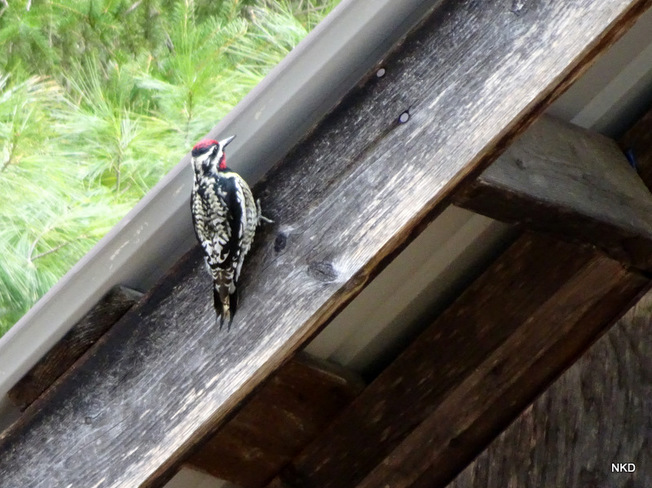 Male woodpecker Metcalfe, Ottawa, Ontario