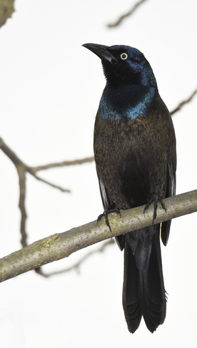 Common Grackle 1340 Lake Chipican Dr, Sarnia, ON N7V 3C8, Canada