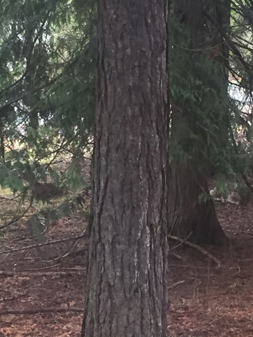 Deer chewing cuds under cedar trees. Procter, British Columbia | V0G 1V0