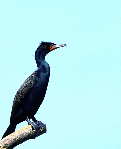 A cormorant London, Ontario, CA