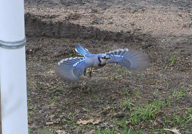 Blue Jay caught in action Middleton, NS