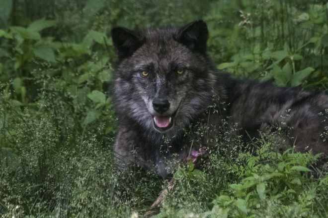 Close Up Of A Timber Wolf Cochrane, Unorganized, North Part, ON, Canada