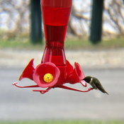 Premier colibri