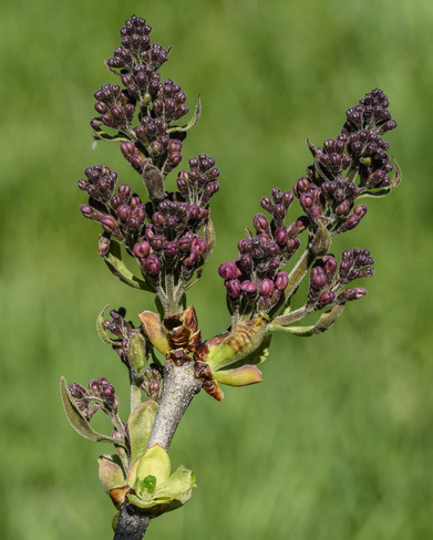 Début de la floraison des Lilas. Sherbrooke, QC J1H 3H2