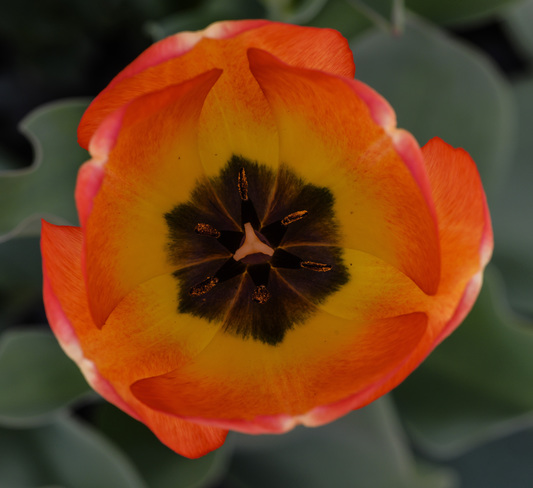 Tulipe Sherbrooke, QC J1H 3H2