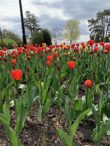 Tulips Blooming at Gairloch Gardens Oakville, Ontario, CA