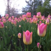 Festival des tulipes