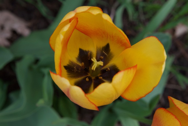 Tulipes Gatineau, QC