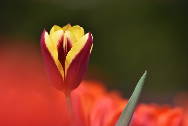 Tulipes 2019 Mount Royal, QC