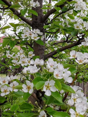 Pear tree in full bloom Brampton, ON