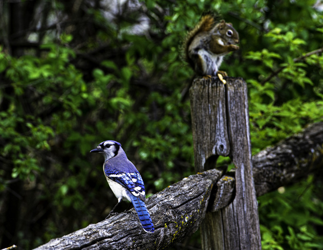 A Bluejay and a Squirell pose for a photo. Mer Bleue Bog Trail, Ridge Road, Ottawa, ON