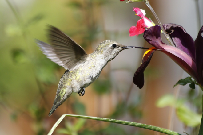Young hummingbird Victoria, BC