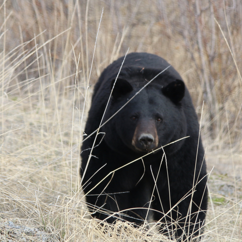 Hungry Black Bear Yellowknife, Northwest Territories, CA
