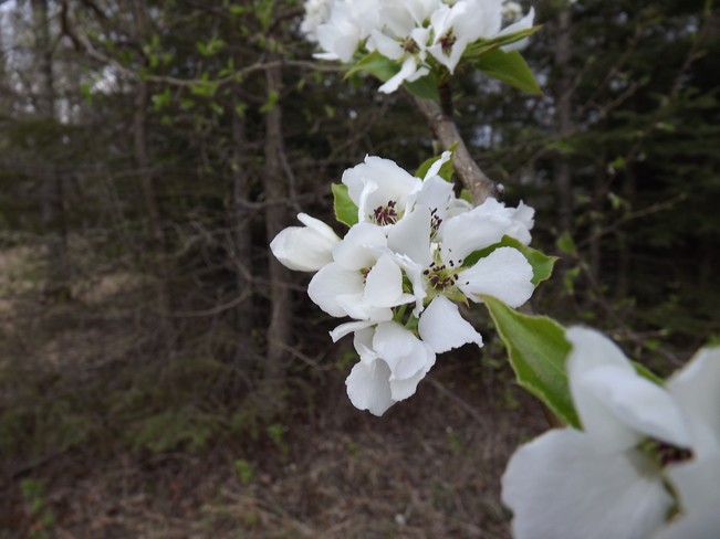 apple blossom time 350 Legion Track Dr, Thunder Bay, ON P7C 4Y6, Canada