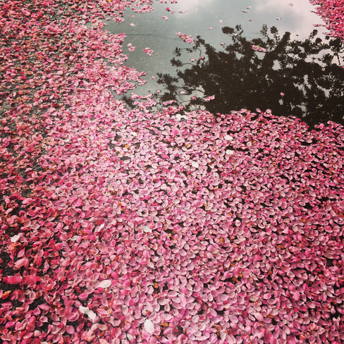 Cherry blossom Sainte-Catherine, Québec | J5C 1X6