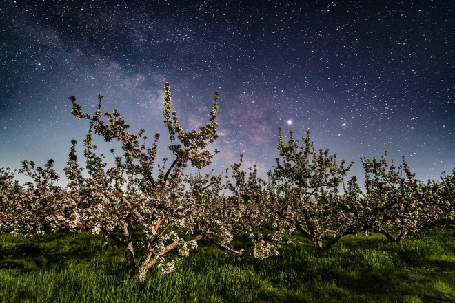 Night Orchard Grafton, Nova Scotia, Nova Scotia