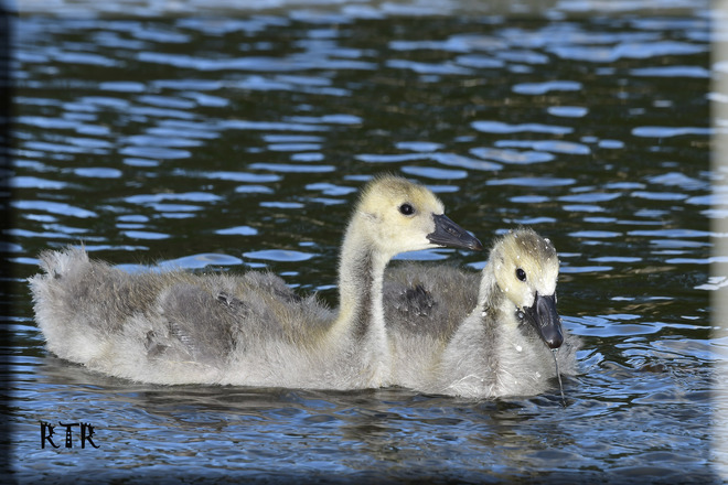 Goslings enjoying the water! 1410 Andover Ln, Sarnia, ON N7V 3B8, Canada