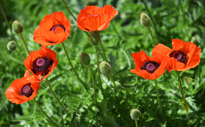 Poppies in the Sunshine St. Jacobs, ON