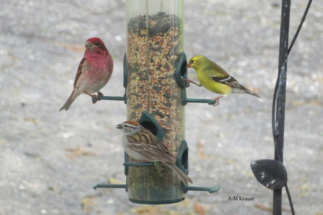 3 oiseaux diffÃ©rents mangent ensemble Saint-Pierre-de-la-Rivière-du-Sud, QC