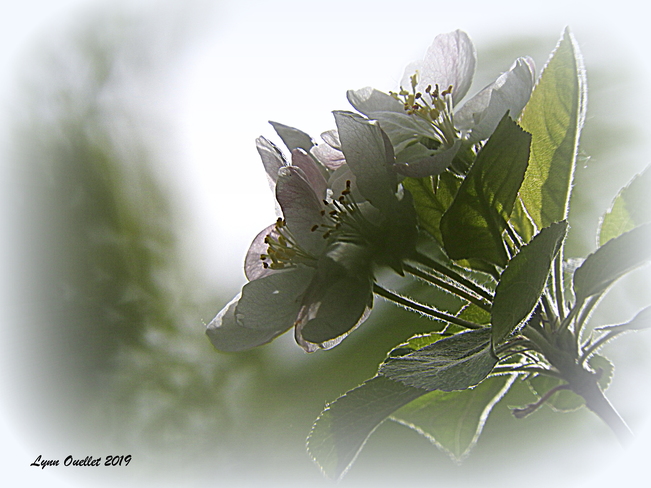 Fleurs de pommier Rang Bois Joly, Saint-Apollinaire, QC