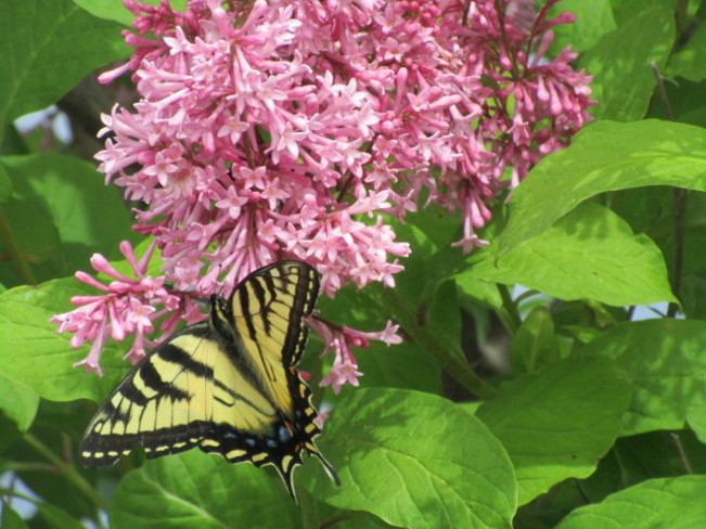 Butterfly on lilac bush Westport, ON