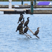 Petite famille de cormorans
