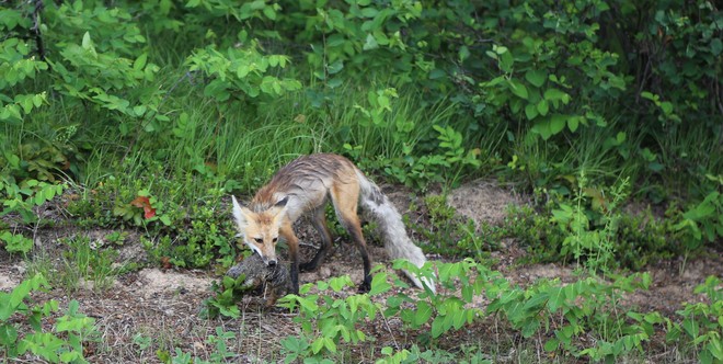 A fox attach after summer storm Calgary